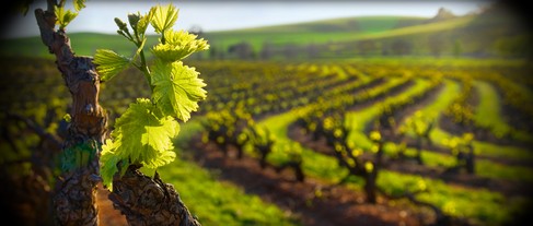 LES CHEMINS DU VIN 2023-2024 - NIVEAU 2 (COMPLET) - 399€